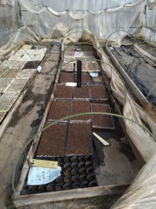 ハウス栽培に最後の望みを・・・